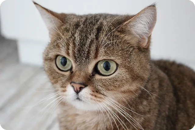 아뜰리에 가나 특별전, 티켓 예매는?