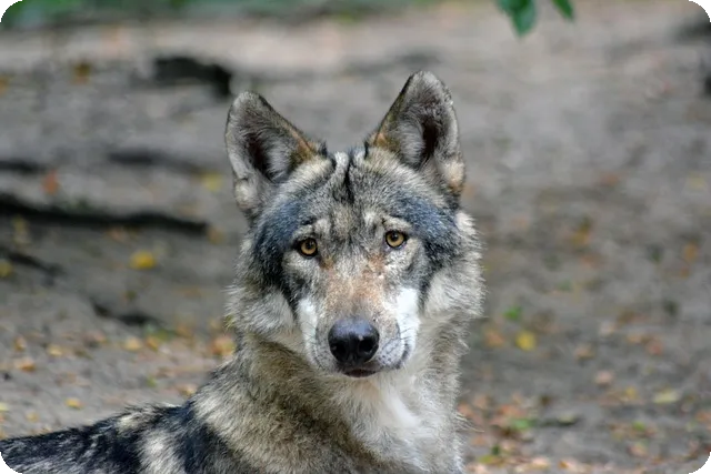 라테라스 한남, 명품 빌라의 매력이란?