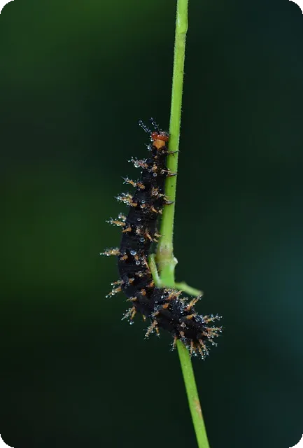 아이폰 배경화면 4K와 테마별 추천 방법