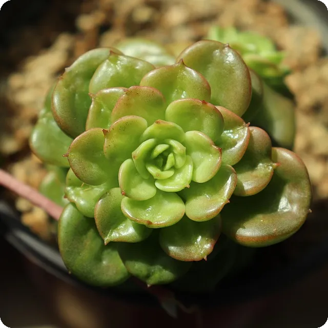 아이폰 배경화면 4K와 테마별 추천 방법