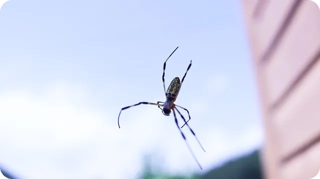 김웅서 동거녀 녹취록의 충격적 진실은?