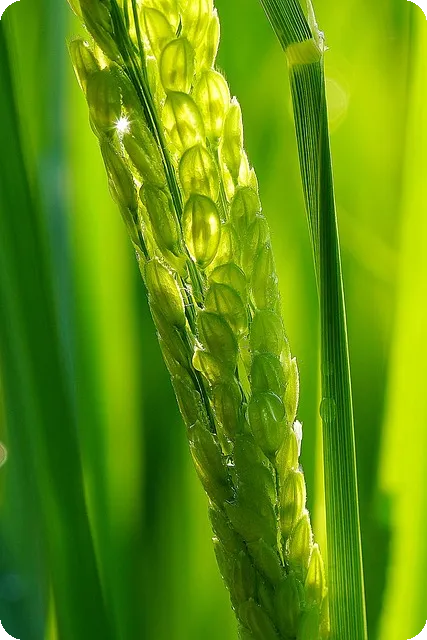 안철수 건강 발음 변화의 비밀은?